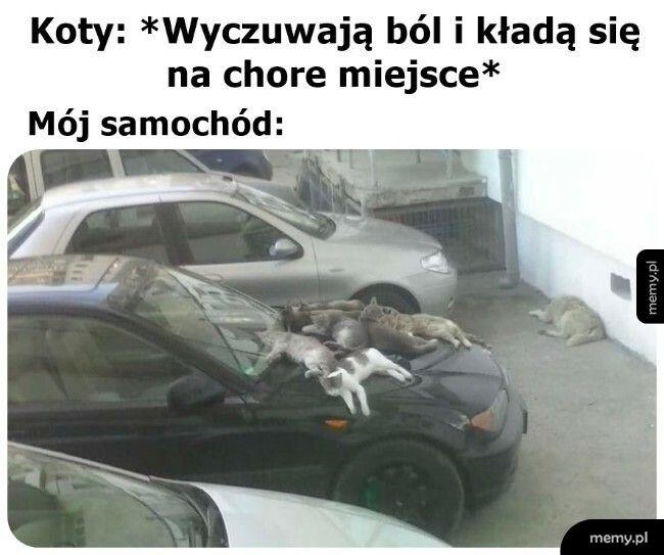 Koty opanowały internet!