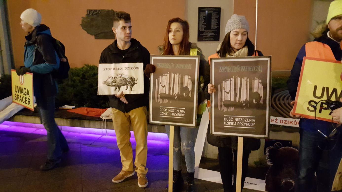 Ekolodzy boją się o dziki. Wyszli na ulice Bydgoszczy, by zaprotestować