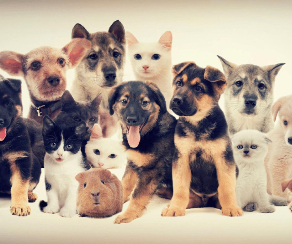 Animal Center Raków" Hotel dla psów - Raków