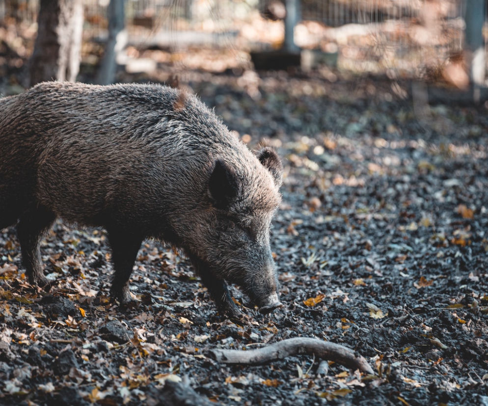 Ranny dzik zaatakował kobietę. Emerytka chwilę wcześniej chciała mu pomóc