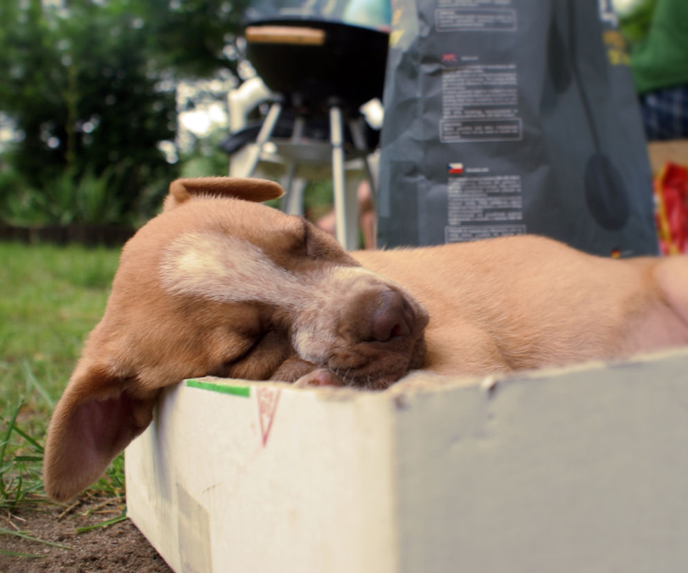 dog