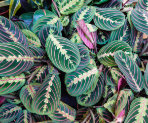 Maranta