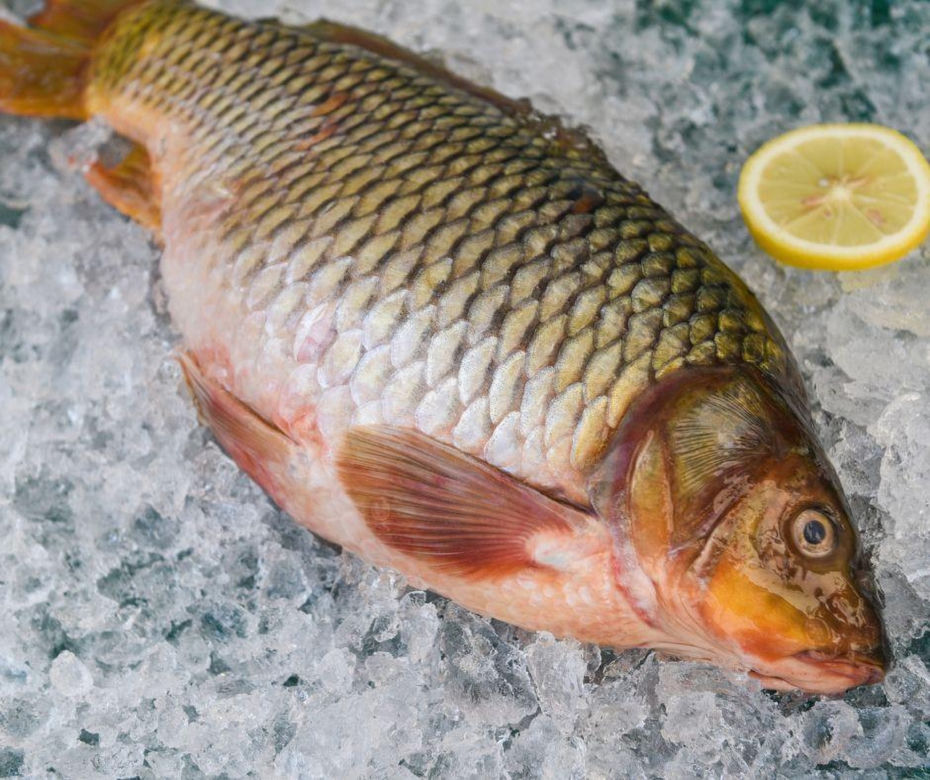 Karp