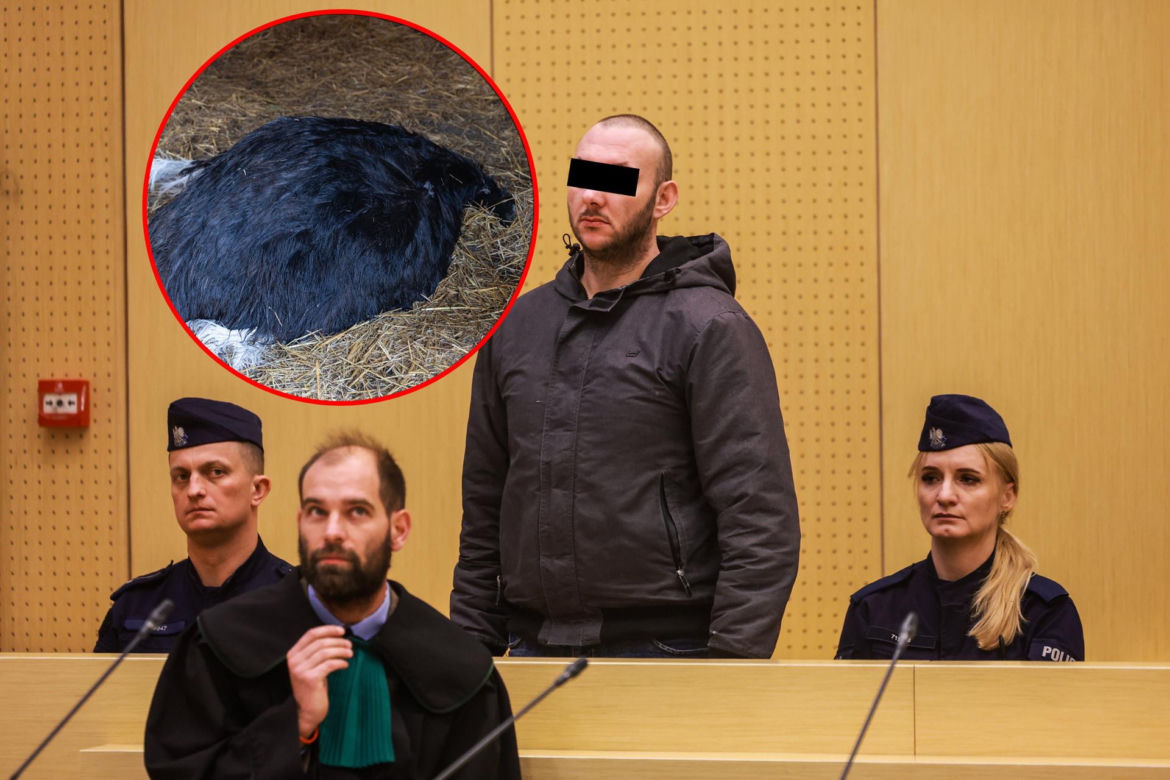 Chciał zobaczyć strusia, skatował go na śmierć.