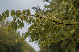 Pogoda na weekend w Poznaniu 1-3 maja 2026. Temperatura wzrośnie, ale pojawią się opady!