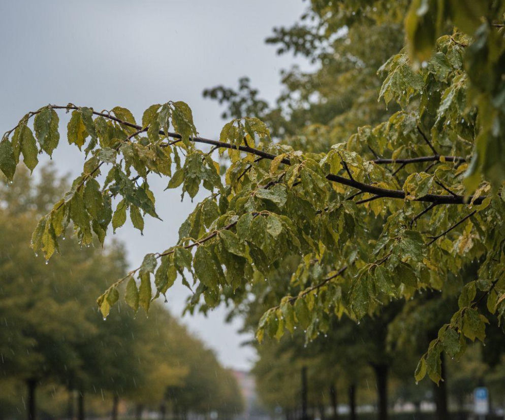 AI zdjęcie do artykułu