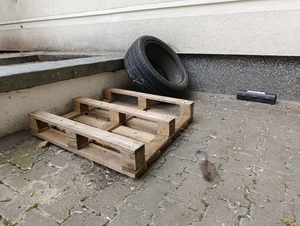  Żyją w symbiozie z gołębiami i kotami. Agresywne gryzonie opanowały blok w Warszawie