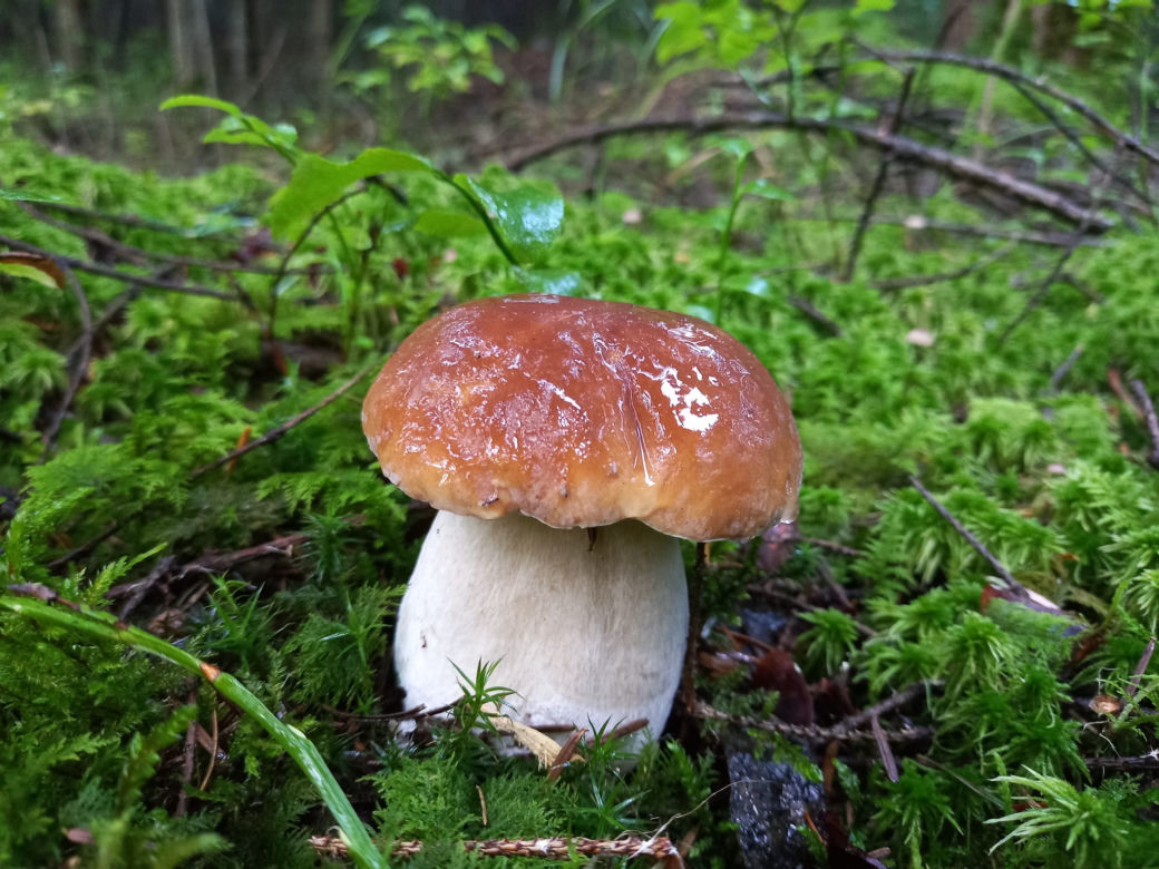 Już SĄ. Grzyby w świętokrzyskich lasach! 