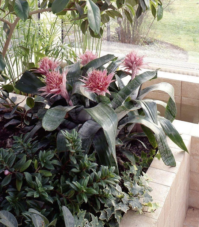 Rosliny w ogrodzie zimowym