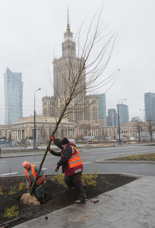 Zazielenianie stolicy. Posadzą 2137 nowych drzew i krzaków! „Nowoczesna Warszawa to miasto zielone”