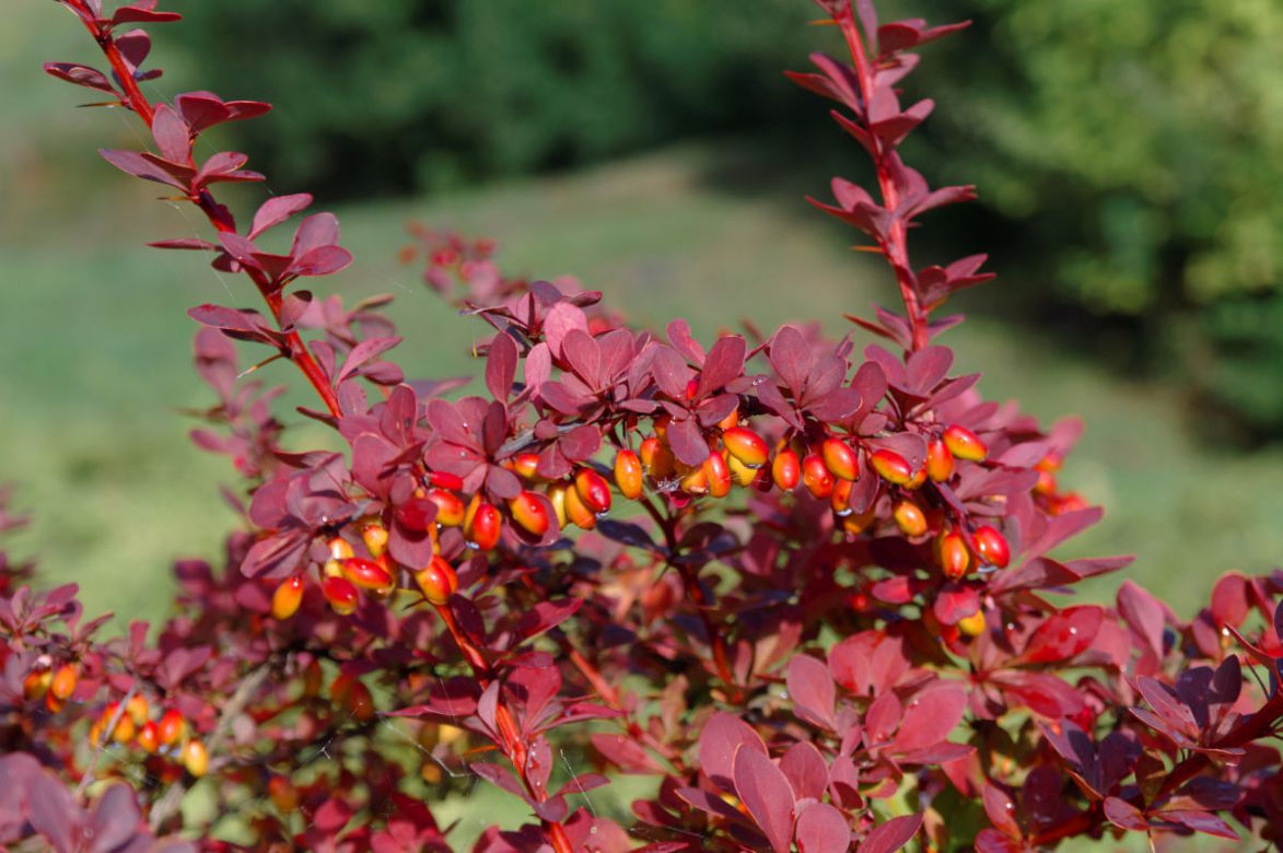 Berberys Thunberga