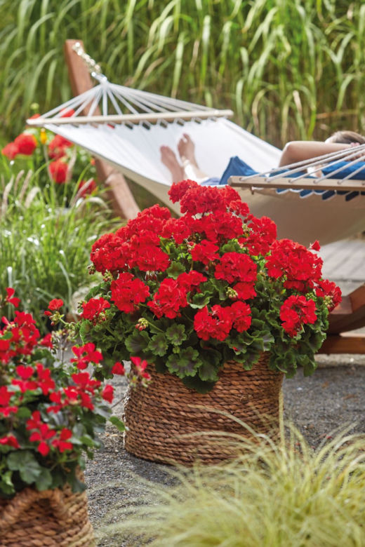 Pelargonie w wiklinowych koszach