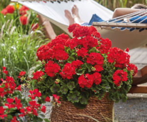Pelargonie w wiklinowych koszach