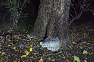 MANUL STEPOWY uciekł z ZOO w Poznaniu! Wyszedł przez dziurę między siatką a furtką