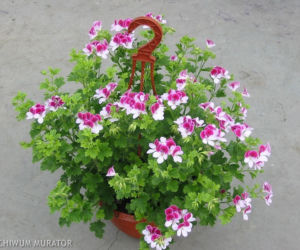 Pelargonia