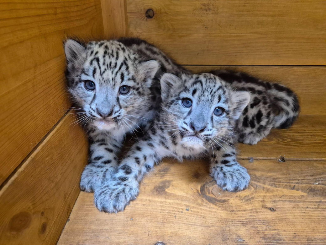 Ale słodziaki! W warszawskim ZOO urodziły się trzy irbisy śnieżne. Są już imiona