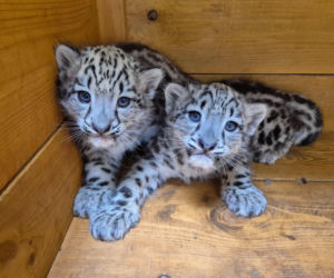 Ale słodziaki! W warszawskim ZOO urodziły się trzy irbisy śnieżne. Są już imiona