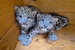 Ale słodziaki! W warszawskim ZOO urodziły się trzy irbisy śnieżne. Są już imiona