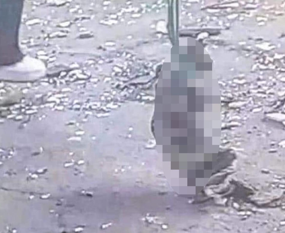 Nastolatki śmiały się, gdy uderzały kotem o ścianę. Potem go podpaliły