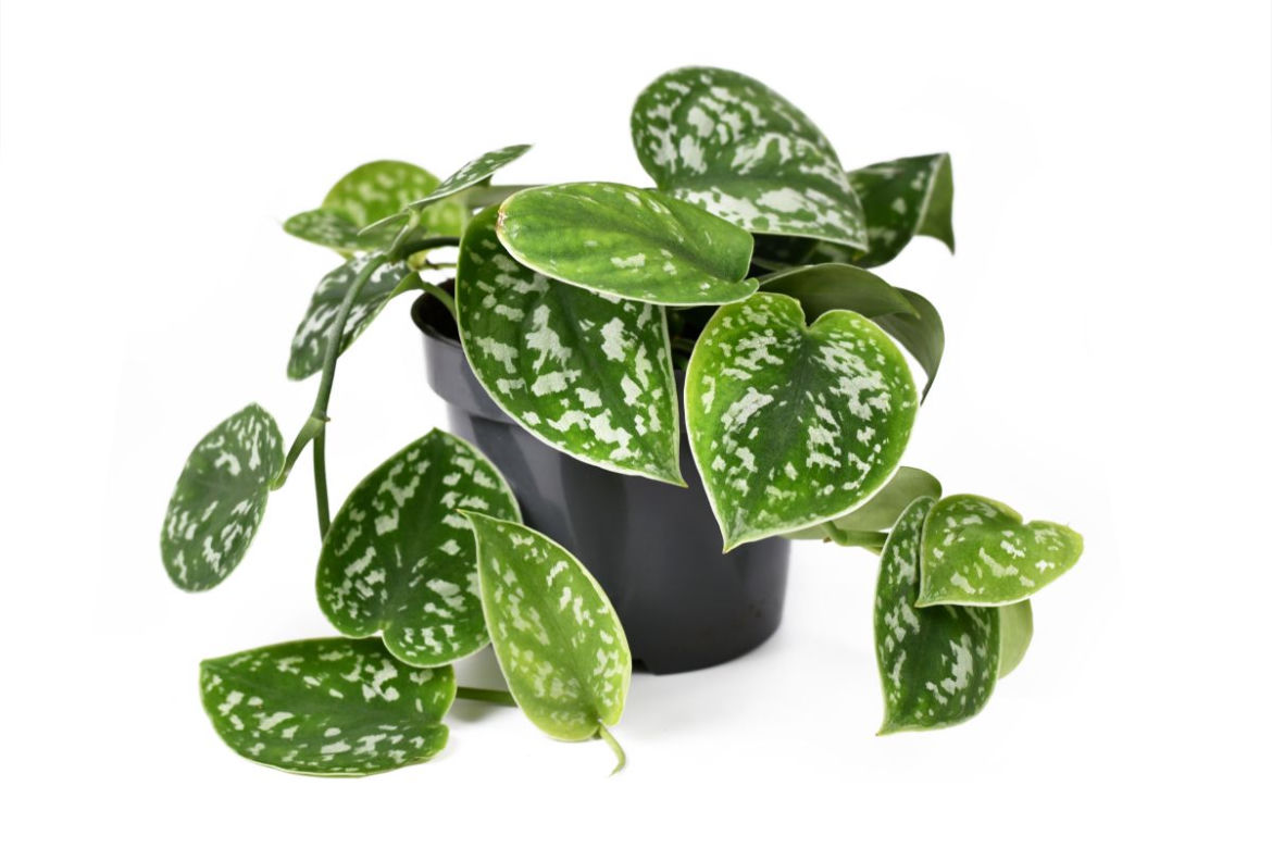 Scindapsus pstry