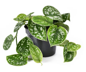 Scindapsus pstry