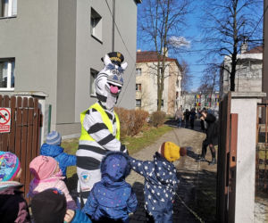 Zebra uczy dzieci przechodzić przez... zebrę