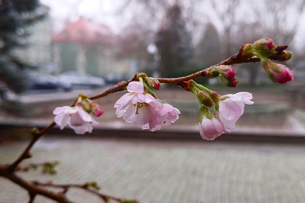 W grudniu w Szczecinie kwitną drzewa