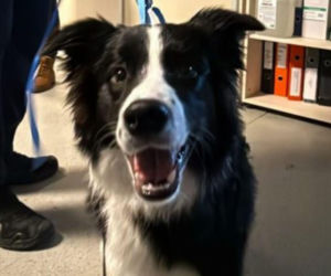 Katował psa na ulicy we Wrocławiu. Jego tłumaczenie jest szokujące!