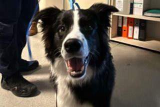 Katował psa na ulicy we Wrocławiu. Jego tłumaczenie jest szokujące!