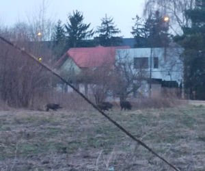 Dziki sieją grozę w Wawrze