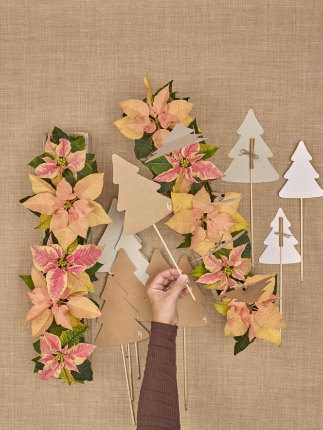 Kalendarz adwentowy z choinkami z papieru i mini poinsecjami