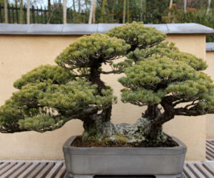 Pielęgnacja drzewek bonsai rosnących na zewnątrz (outdoor)