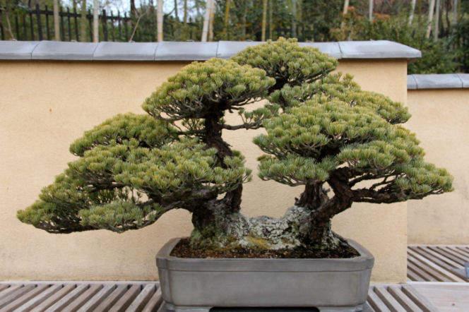 bonsai tea tree Bonsai Carmona in 6