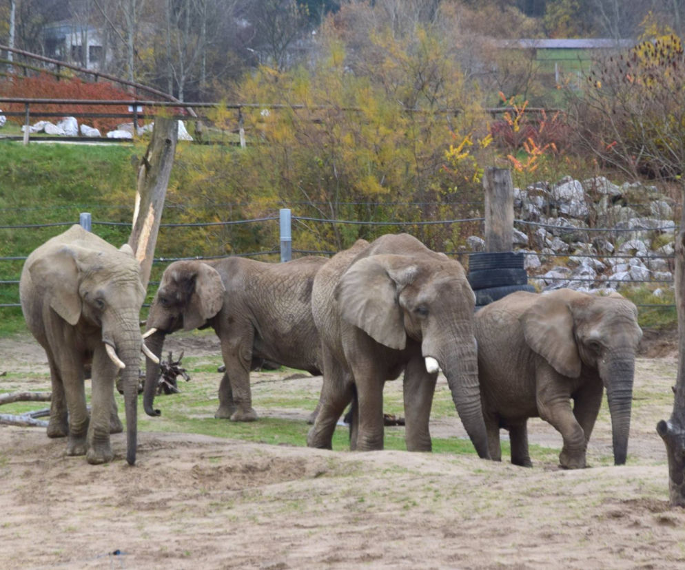 Słonie w ZOO w Poznaniu