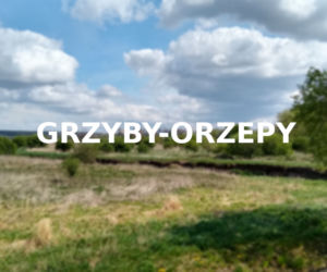 Grzyby-Orzepy