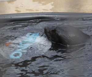 Mały kotik we wrocławskim zoo dostał imię Bruno