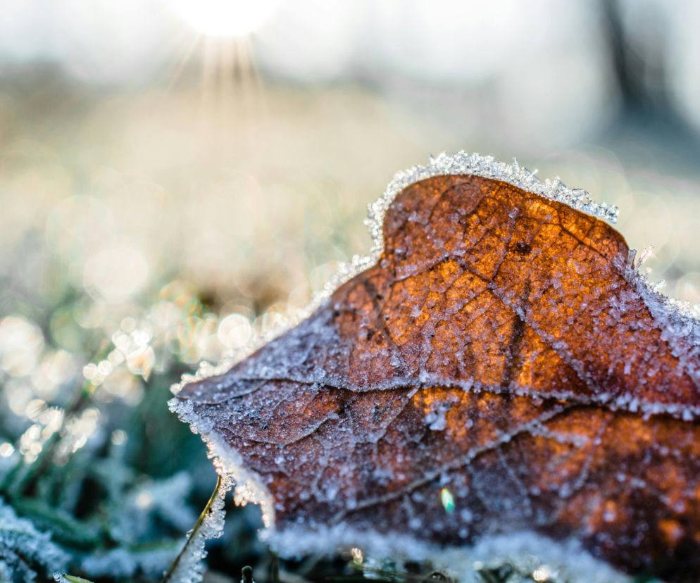 Nie będzie zimy stulecia w grudniu. Takiej prognozy pogody już dawno nie widzieliśmy! Co ze świętami Bożego Narodzenia? 