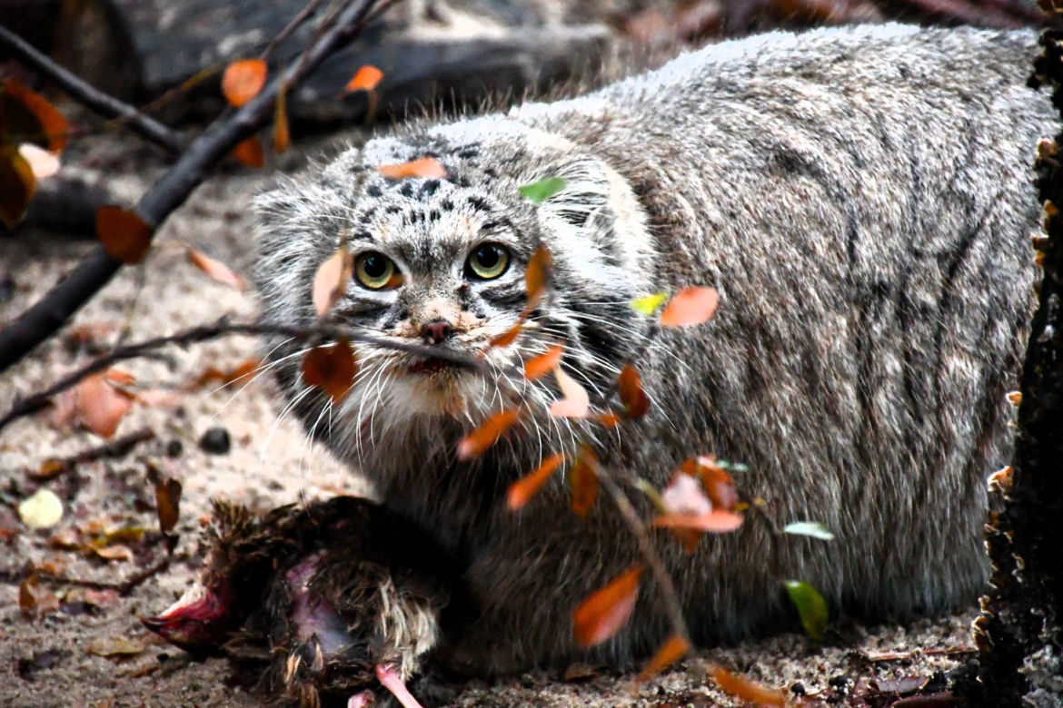 Manul z poznańskiego ZOO jest najpiękniejszy na świecie! Magellan nie miał sobie równych