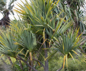 Dracena smocza