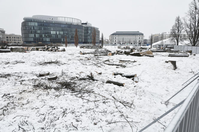 Rzeź drzew w parku w centrum Warszawy. Przygnębiający widok przed odbudową Pałacu Saskiego