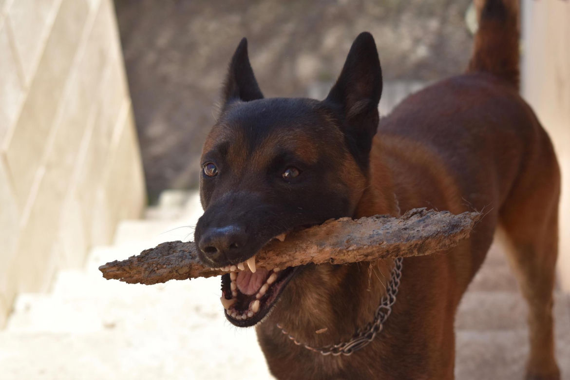 Owczarek belgijski malinois