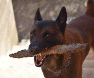 Owczarek belgijski malinois