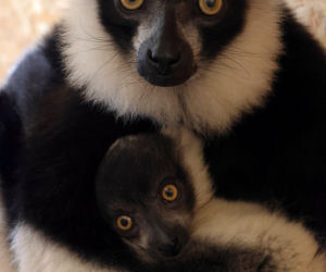 To wielki sukces polskiego zoo! Na świat przyszły jedne z najrzadszych lemurów