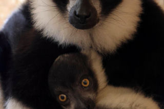 To wielki sukces polskiego zoo! Na świat przyszły jedne z najrzadszych lemurów