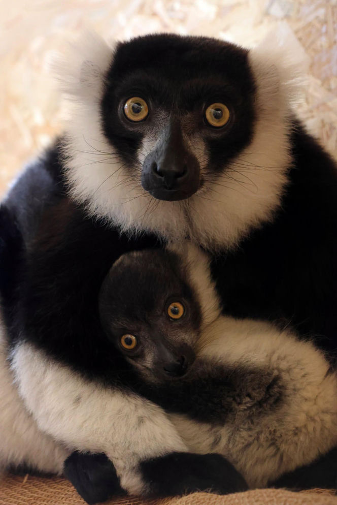 To wielki sukces polskiego zoo! Na świat przyszły jedne z najrzadszych lemurów