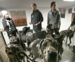 11 dogów niemieckich na granicy polsko-ukraińskiej