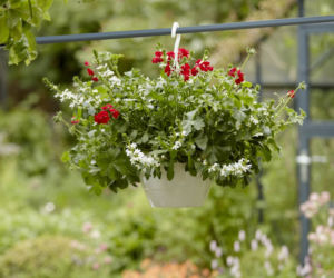 Doniczki wiszące z pelargoniami