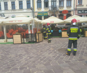 Rój pszczół na Rynku w Rzeszowie