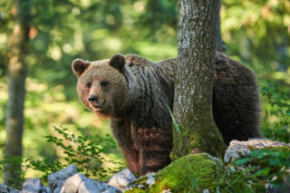 Bieszczady walczą z inwazją niedźwiedzi przy domach. Nowa specgrupa ruszyła do akcji