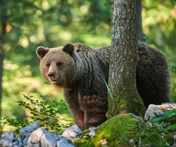 Niedźwiedzie straszą mieszkańców! Urzędnicy wydali komunikat